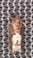 Eucosma parmatana
