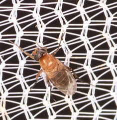 Phoridae