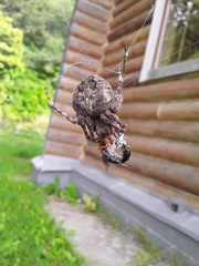 Araneus ventricosus