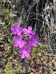 Phlox nana