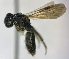 Protandrena andrenoides