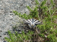 Iphiclides feisthamelii
