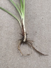 Cyperus sesquiflorus