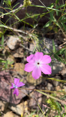 Phlox nana