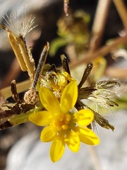 Pectis papposa papposa