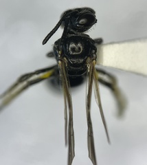 Protandrena andrenoides