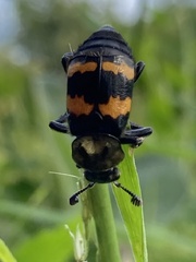 Nicrophorus tomentosus