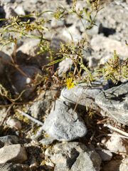 Pectis papposa papposa