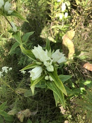 Gentiana alba