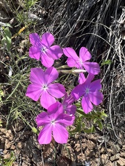 Phlox nana