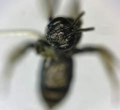 Protandrena andrenoides