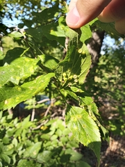 Pachypsylla