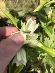 Gentiana alba