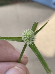 Cyperus sesquiflorus