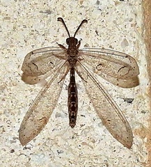 Euptilon ornatum