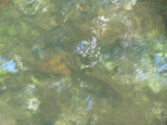 Catostomus commersonii