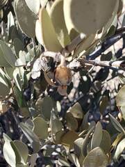 Simmondsia chinensis