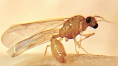 Temnothorax
