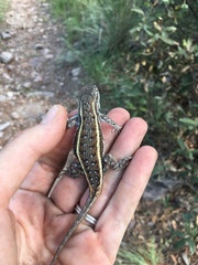 Sceloporus virgatus
