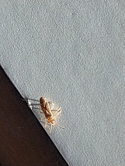 Thaumastocoris peregrinus