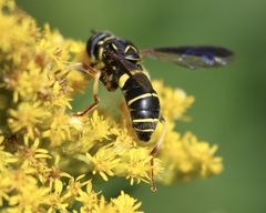 Spilomyia sayi
