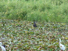 Plegadis falcinellus