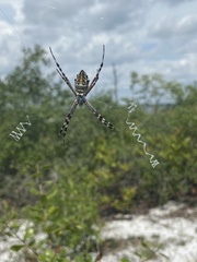 Argiope florida