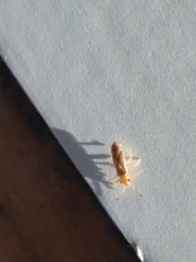 Thaumastocoris peregrinus