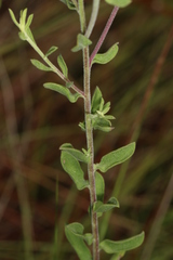 Sericocarpus tortifolius