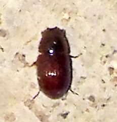 Aphodiinae