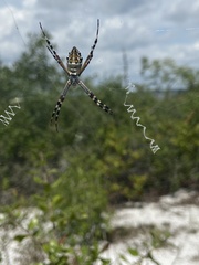 Argiope florida