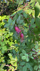 Rosa acicularis