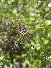 Argiope florida