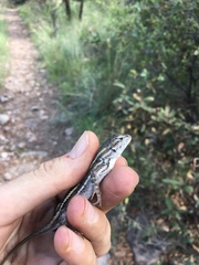 Sceloporus virgatus