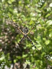 Argiope florida