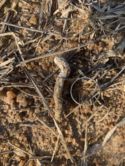 Numida meleagris coronatus