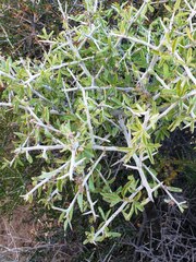 Sarcomphalus obtusifolius