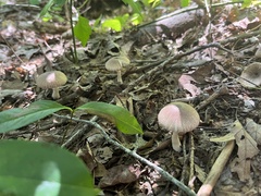 Pluteus longistriatus