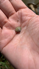 Corbicula fluminea