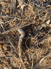 Numida meleagris coronatus