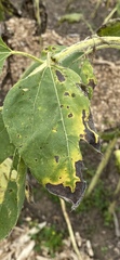 Alternaria