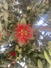 Myrtoideae