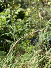 Brachypodium sylvaticum