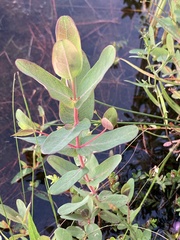 Hypericum virginicum