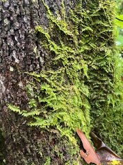 Thuidium