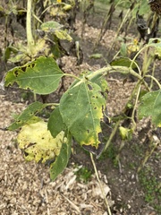 Alternaria