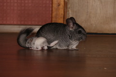 Chinchillidae