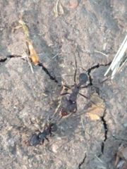 Acromyrmex