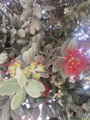 Myrtoideae