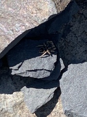 Habronattus borealis